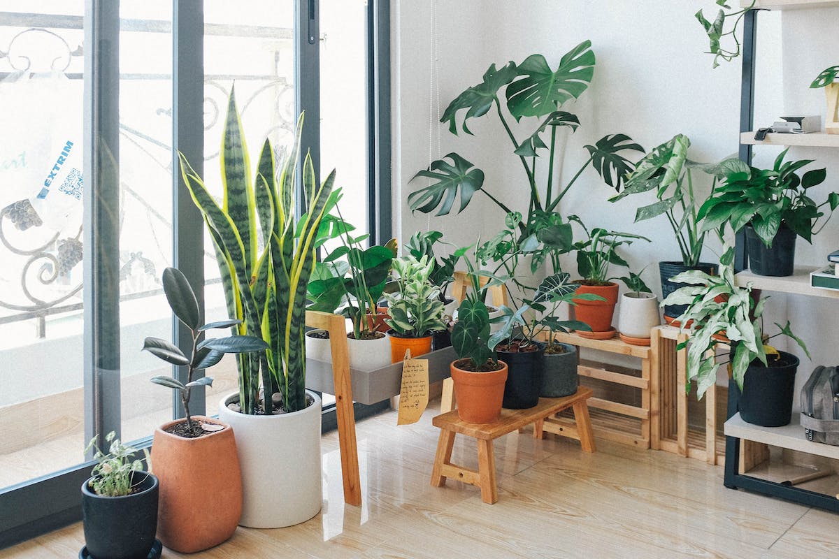 Potted Green Indoor Plants